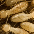 Could Termites Be Invading Your Home?