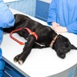 Questions Frequently Asked of Veterinarians in Rockville