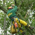 Why Consider Professional Tree Removal In Somerville?